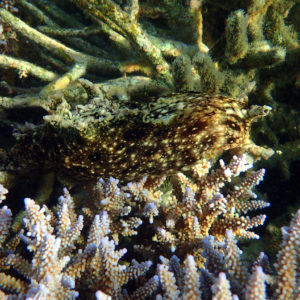 Mollusques » Gastéropode » Limaces de mer (opisthobranche) » Lièvre de mer (anaspidé) » Aplysia dactylomela