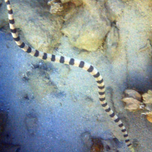 Serpent marin » Hydrophis major
