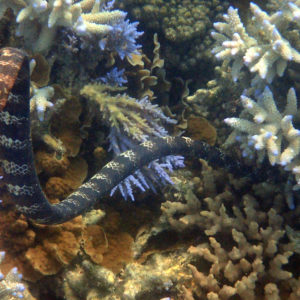 Serpent marin » Emydocephalus annulatus