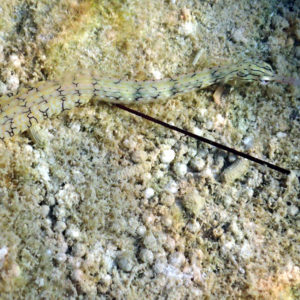 Corythoichthys haematopterus - Nouvelle-Calédonie, Nouméa, Kuendu Beach