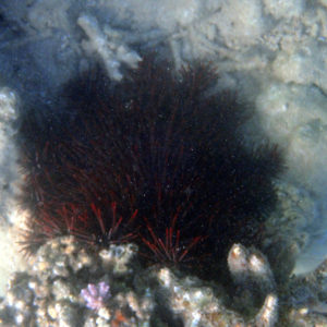 Acanthaster planci - Nouvelle-Calédonie, Nouméa, Kuendu Beach