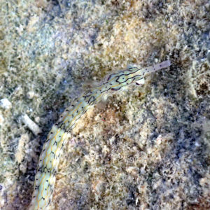 Corythoichthys haematopterus - Nouvelle-Calédonie, Nouméa, Kuendu Beach