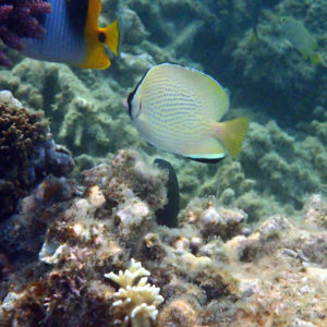 Chaetodon citrinellus - Nouvelle-Calédonie, Nouméa, Kuendu Beach