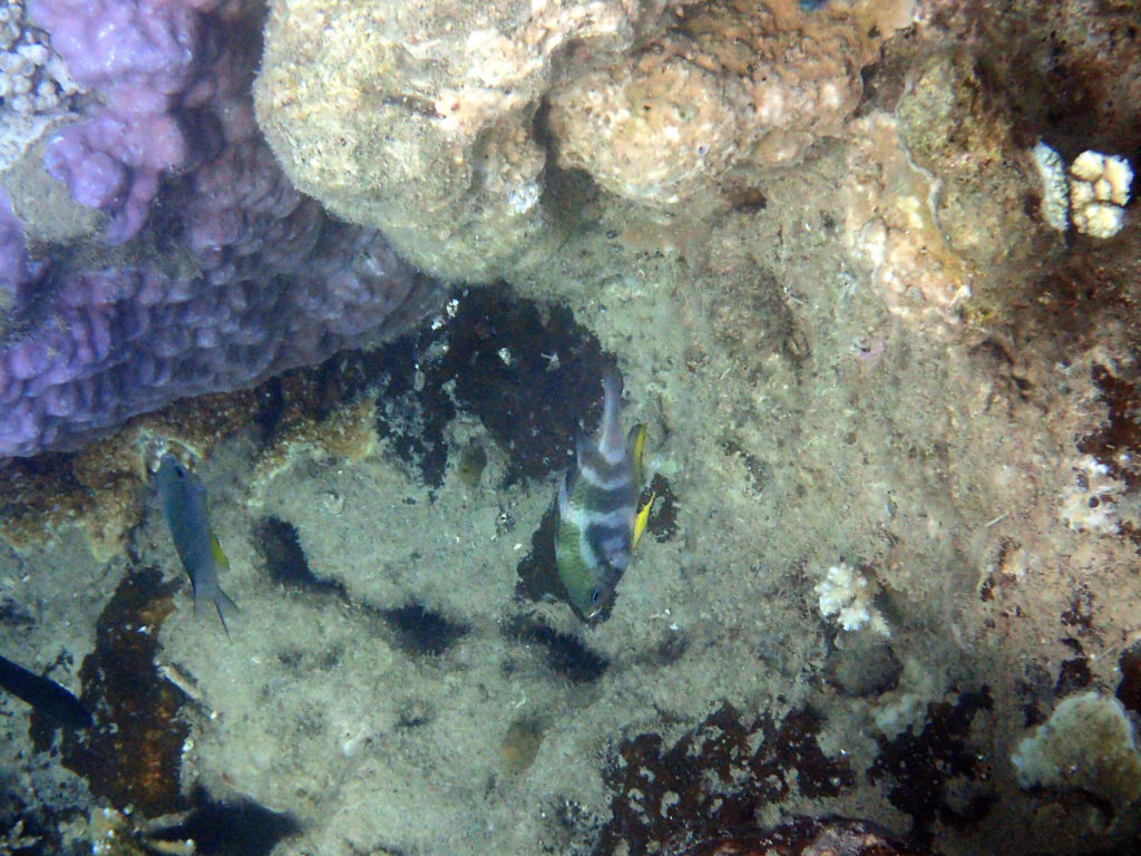 Poissons osseux