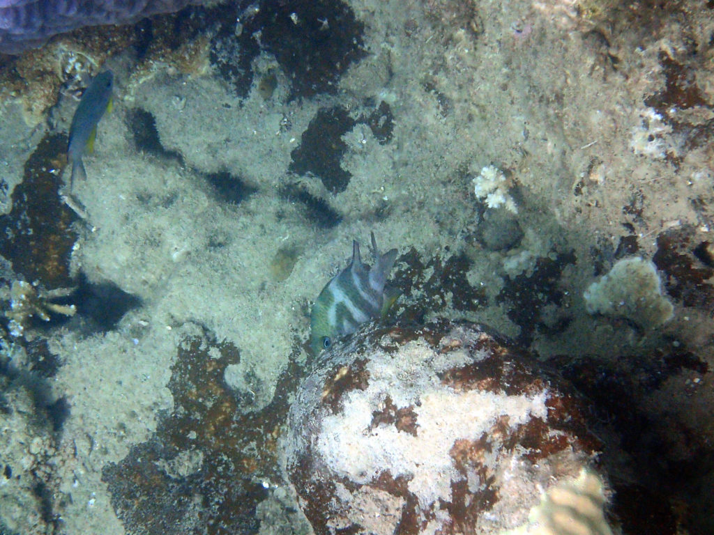 Poissons osseux