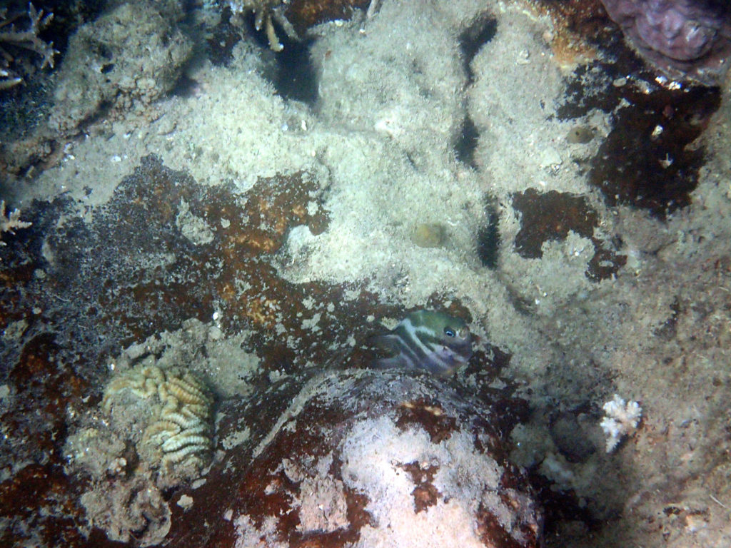 Poissons osseux