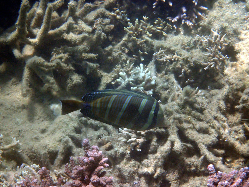 Zebrasoma velifer