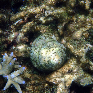 Mollusques » Gastéropode » Escargot marin (prosobranche) » Trocas