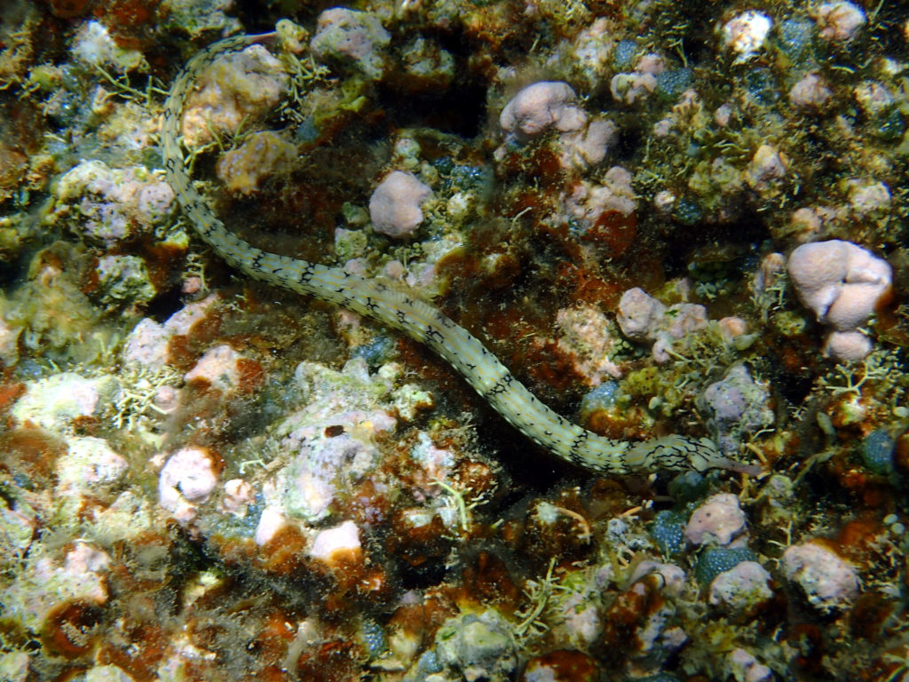 Corythoichthys haematopterus