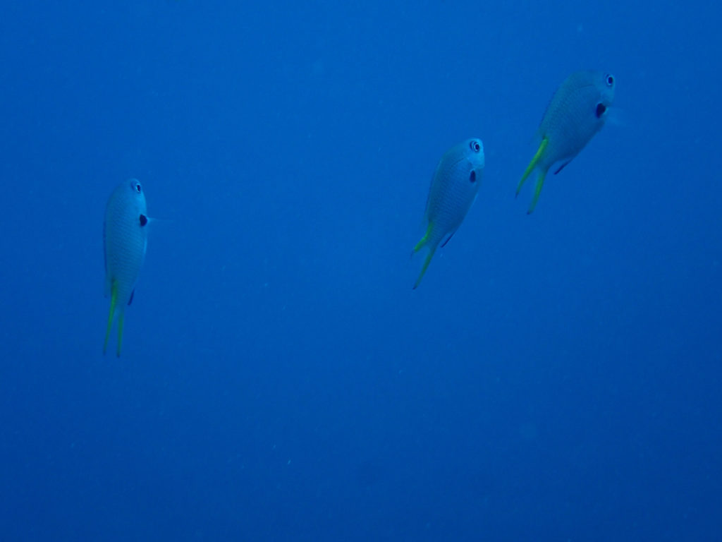 Poissons osseux