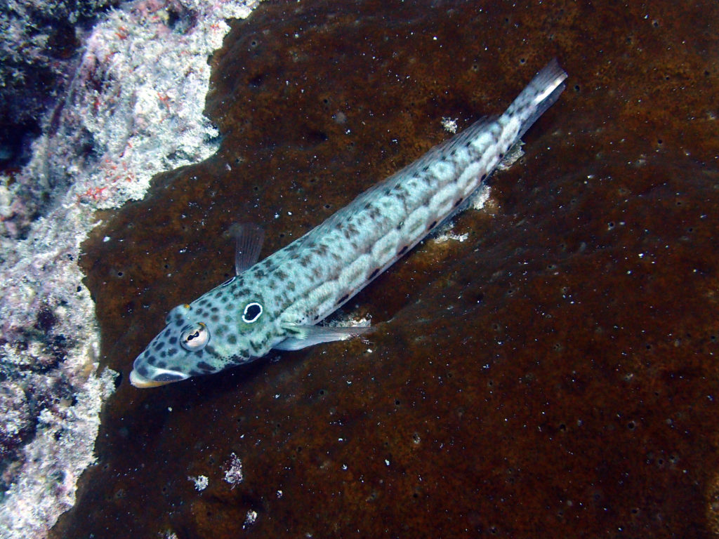Parapercis clathrata - Nouvelle-Calédonie, Nouméa, Passe de Dumbéa, Mur aux loches