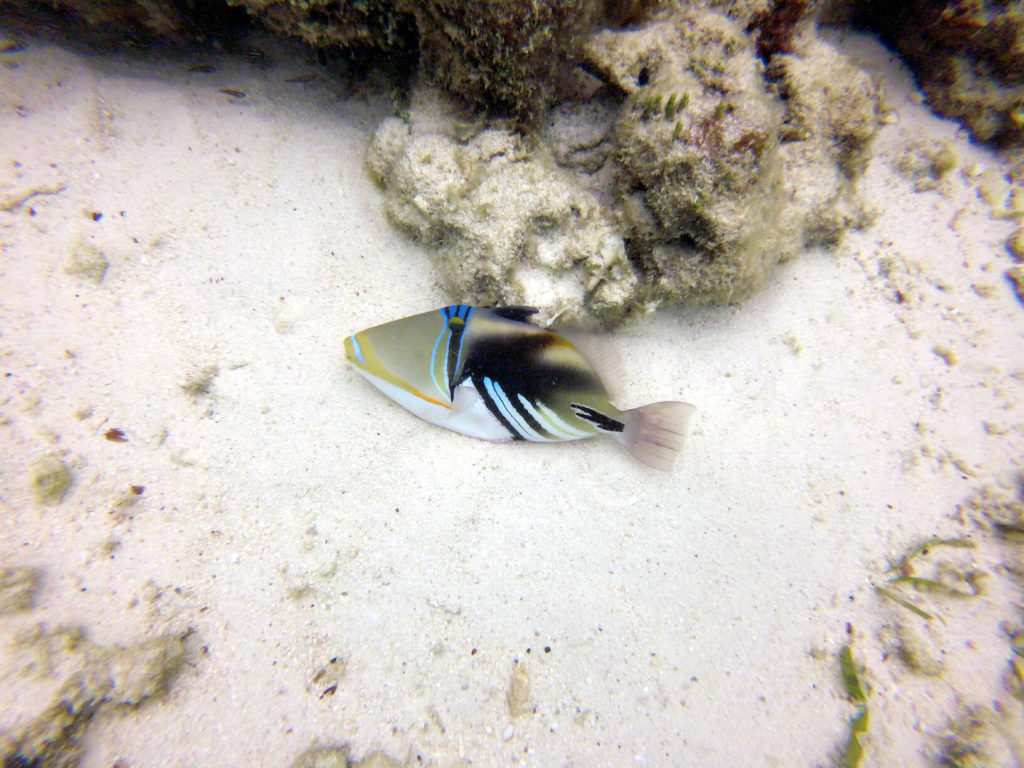 Rhinecanthus aculeatus