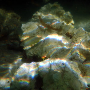 Poissons osseux - Nouvelle-Calédonie, Île des Pins, Baie D'Oro, Île des Pins