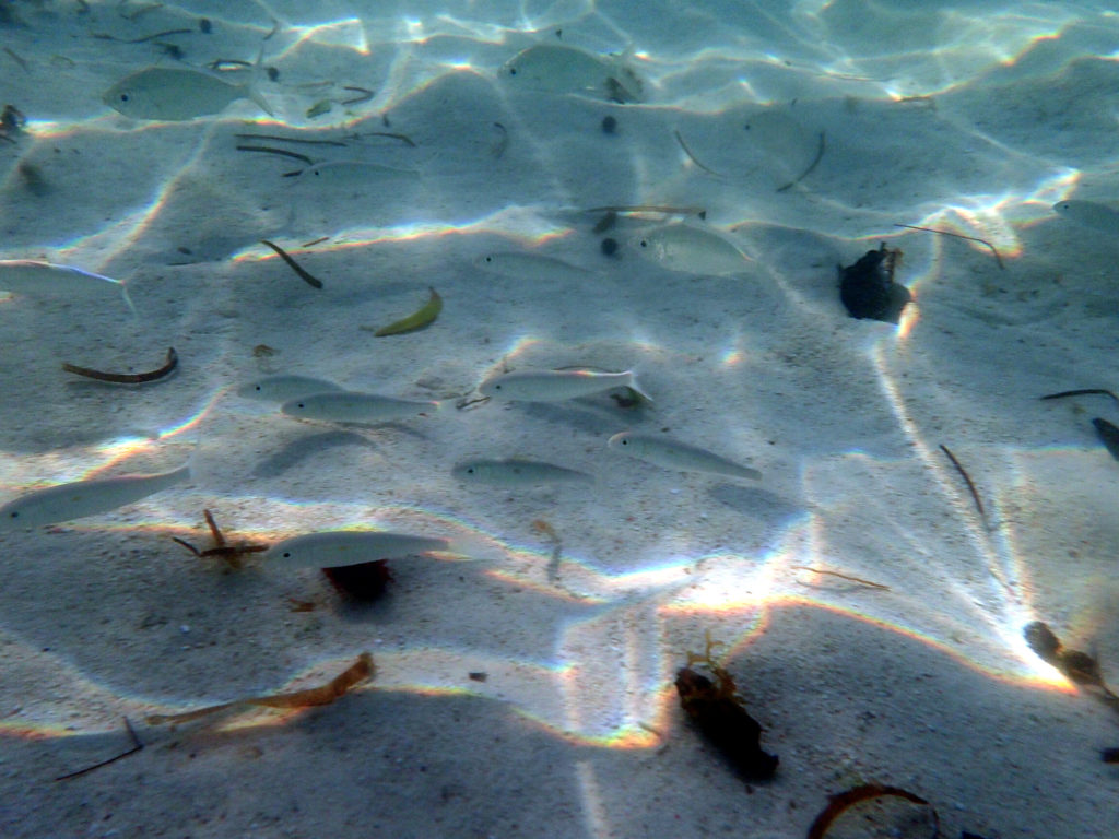 Poissons osseux