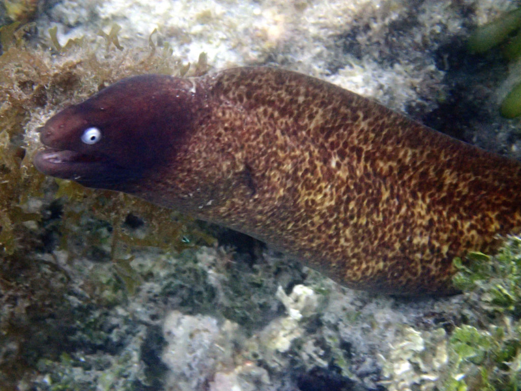 Gymnothorax thyrsoideus - Nouvelle-Calédonie, Île des Pins, Baie D'Oro, Île des Pins