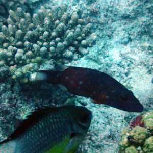 Poissons osseux » Labre » Oxycheilinus digrammus