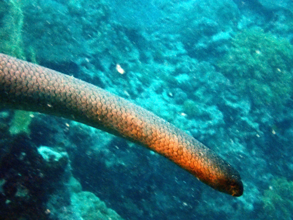 Aipysurus laevis