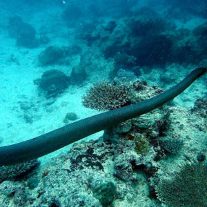 Serpent marin