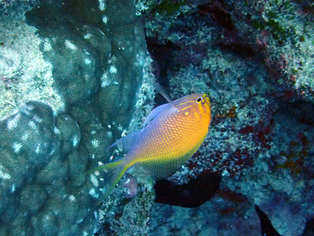 Serranocirrhitus latus - Nouvelle-Calédonie, Île des Pins, Lorette