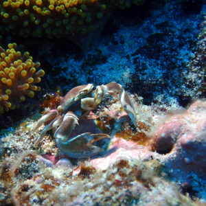 Crustacés » Crabe » Neopetrolisthes maculatus