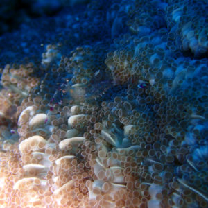 Crustacés » Crevette » Periclimenes sp.