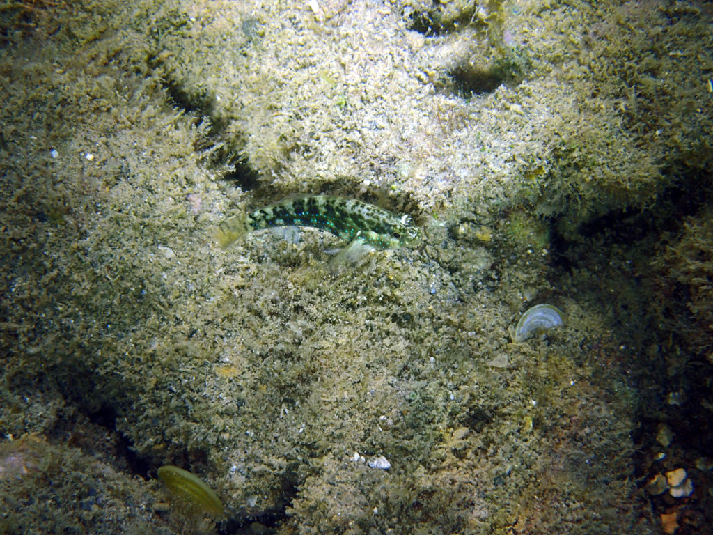 Poissons osseux