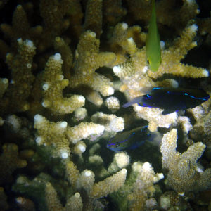 Poisson-demoiselle - Nouvelle-Calédonie, Nouméa, Baie des Citrons