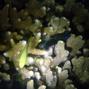 Poisson-demoiselle - Nouvelle-Calédonie, Nouméa, Baie des Citrons