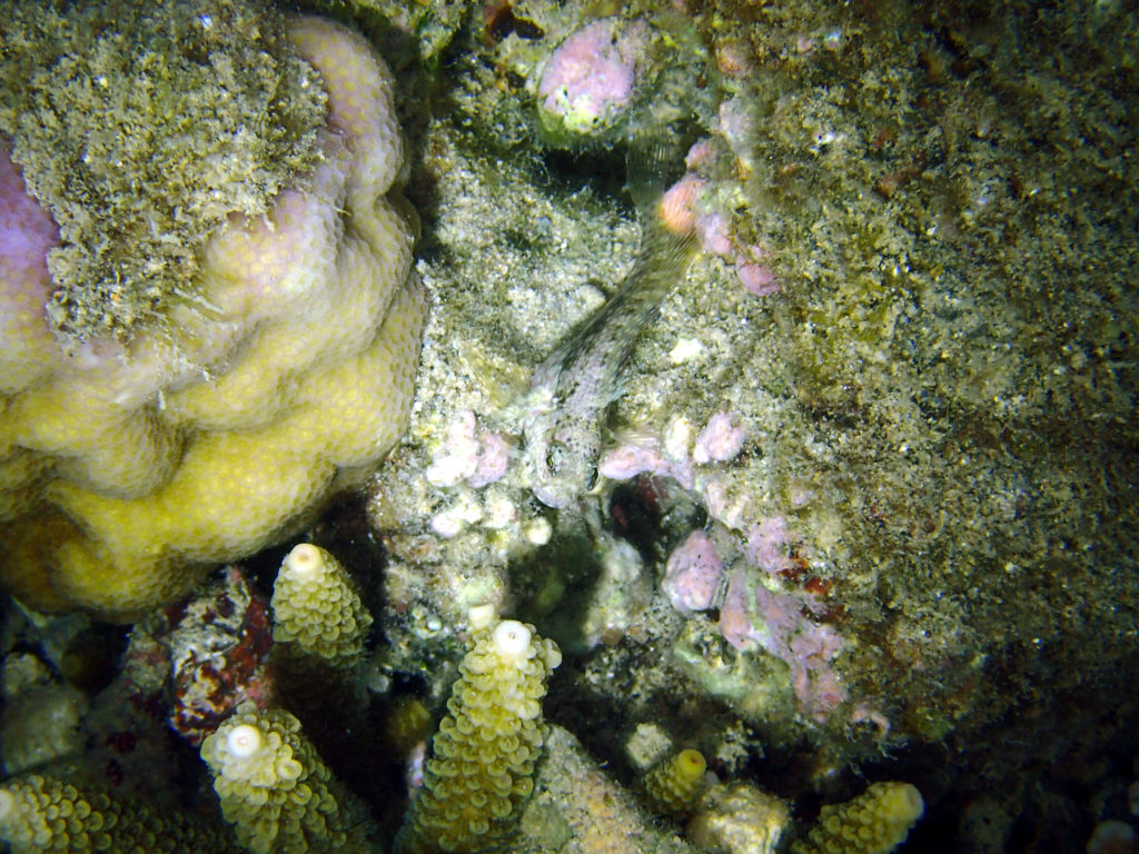 Poissons osseux