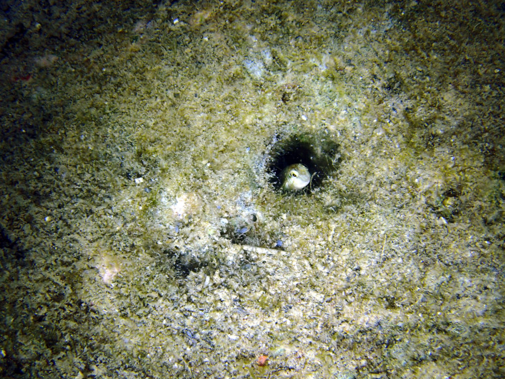 Poissons osseux