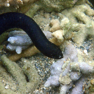 Serpent marin - Nouvelle-Calédonie, Nouméa, Baie des Citrons