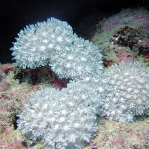 Cnidaires » Corail mou (alcyonaire) » Xenia sp.