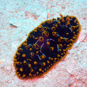 Mollusques » Gastéropode » Limaces de mer (opisthobranche) » Nudibranche » Doridien » Phyllidia ocellata