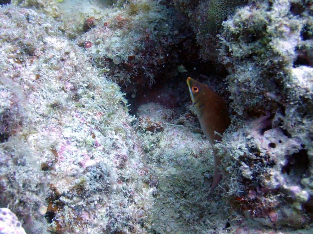 Poissons osseux