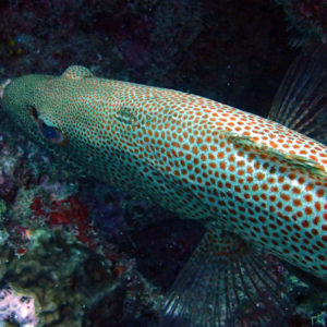 Poissons osseux » Loche » Anyperodon leucogrammicus