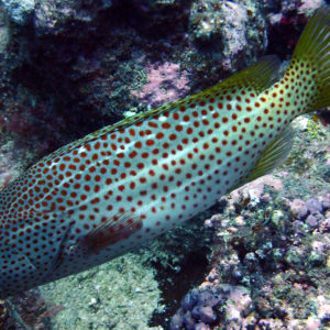 Poissons osseux » Loche » Anyperodon leucogrammicus