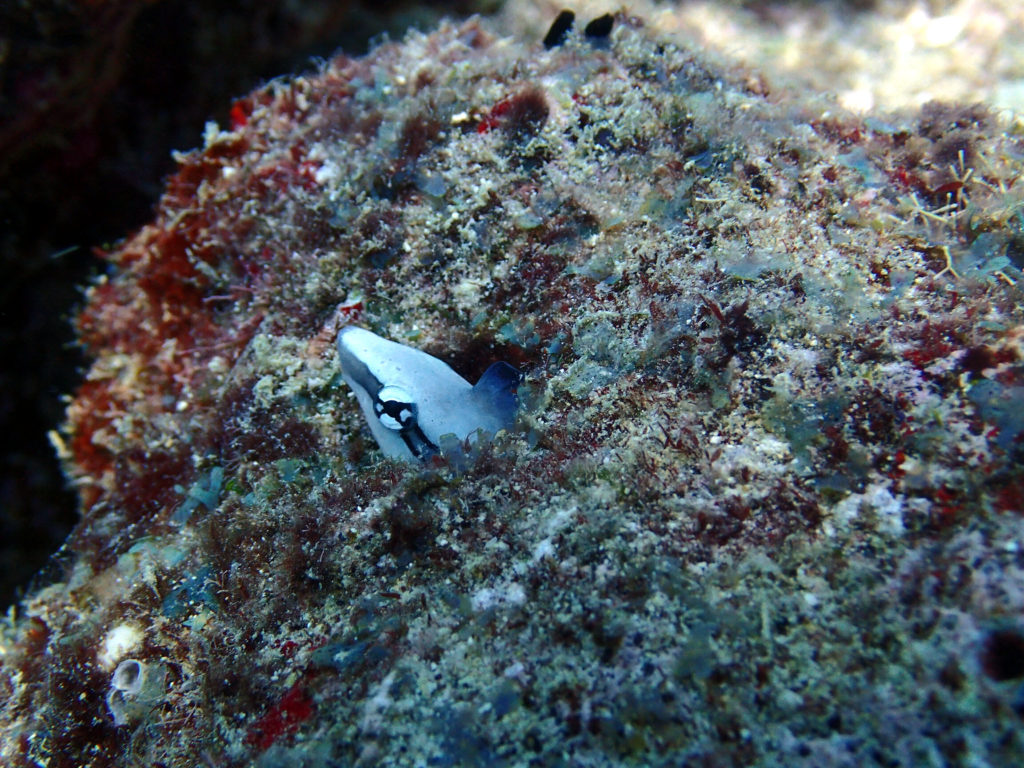 Aspidontus dussumieri - Nouvelle-Calédonie, Passe de Boulari, Manta Point