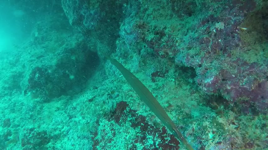 Poissons osseux