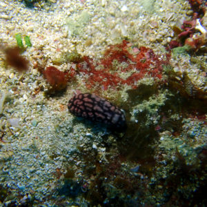 Mollusques » Gastéropode » Limaces de mer (opisthobranche) » Nudibranche » Doridien » Phyllidiella pustulosa