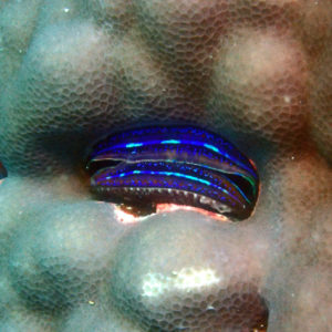 Mollusques » Bivalve » Pedum spondyloideum