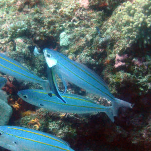 Poissons osseux » Fusiliers » Pterocaesio digramma