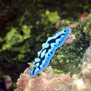 Mollusques » Gastéropode » Limaces de mer (opisthobranche) » Nudibranche » Doridien » Phyllidia picta
