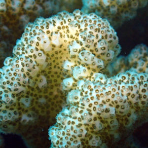 Cnidaires » Corail mou (alcyonaire) » Cladiella sp.