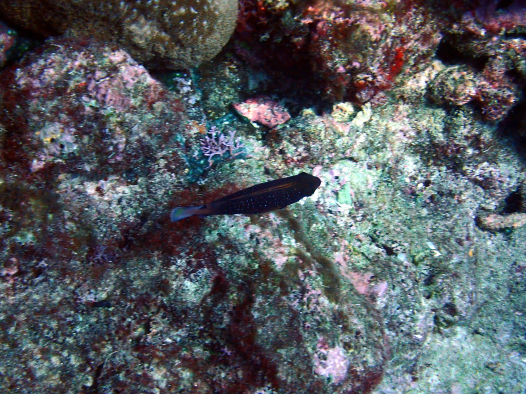 Poissons osseux