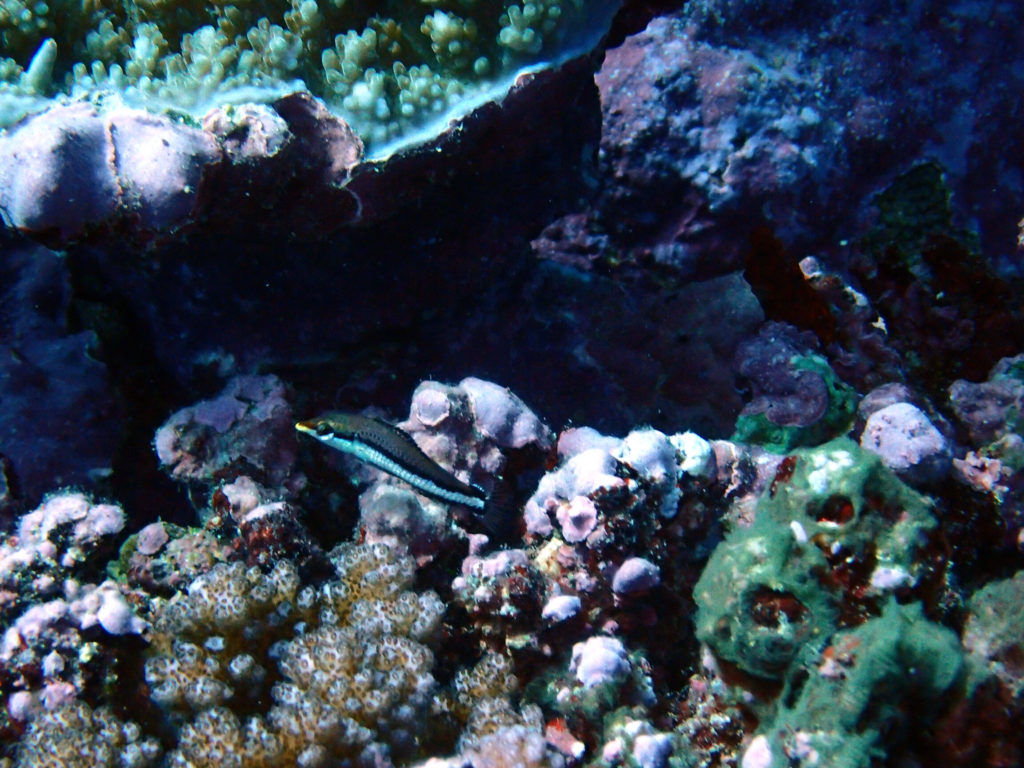Poissons osseux