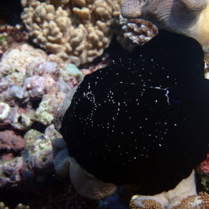 Mollusques » Gastéropode » Escargot marin (prosobranche) » Ovule » Ovula ovum