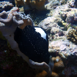 Mollusques » Gastéropode » Escargot marin (prosobranche) » Ovule » Ovula ovum