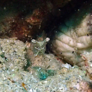 Crustacés » Crevette » Periclimenes tenuipes