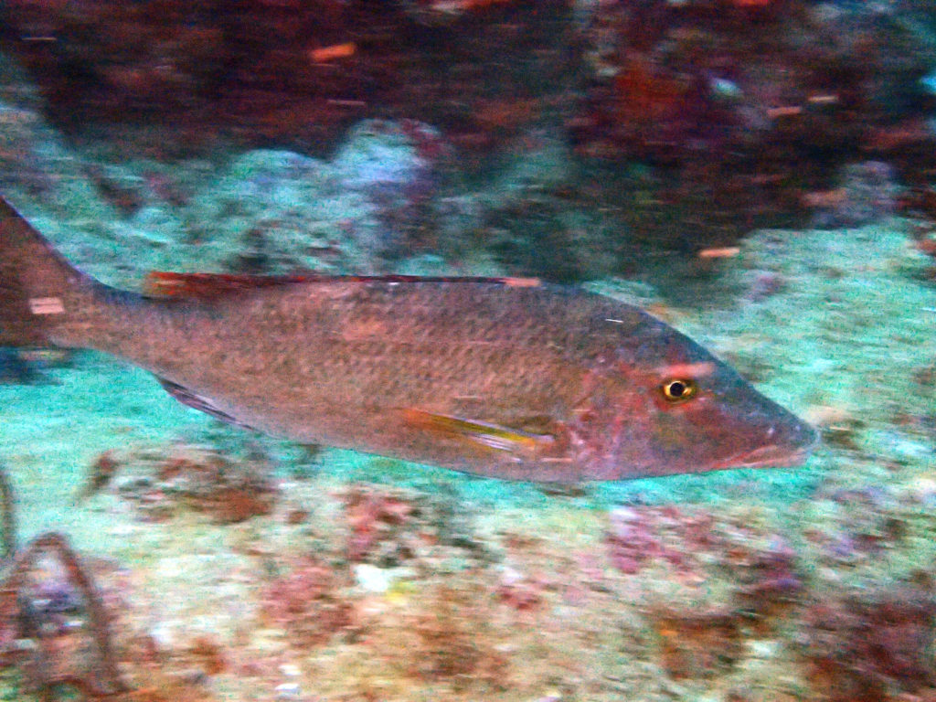 Poissons osseux