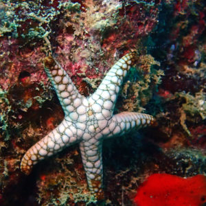 Échinodermes » Étoile de mer » Fromia indica